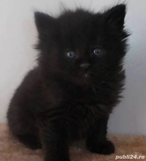 siberiana de padure mascul - imagine 2 siberiana de padure mascul - imagine 2