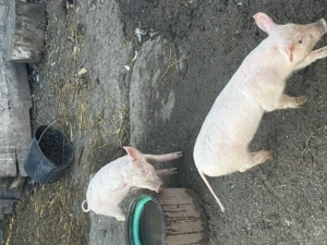 Vând porci de carne 7 săptămâni 