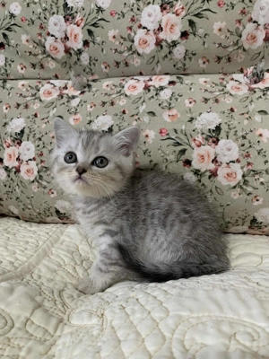 Pisicute British Scottish fold - imagine 2