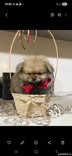 pomeranian ursuleti - imagine 3 pomeranian ursuleti - imagine 3