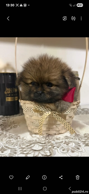 pomeranian ursuleti - imagine 2 pomeranian ursuleti - imagine 2