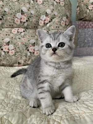 Pisicute British Scottish fold - imagine 3
