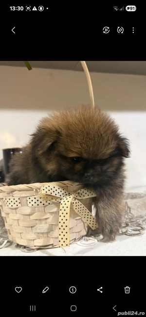 pomeranian ursuleti