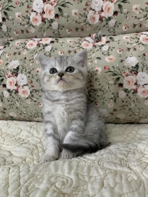 Pisicute British Scottish fold - imagine 5