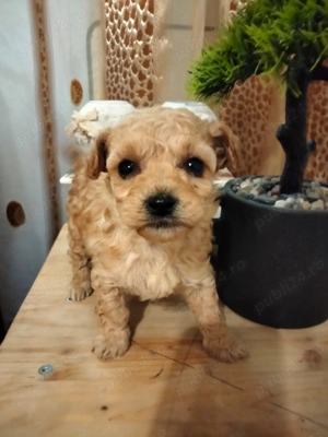 Maltipooi baietel si fetita superba