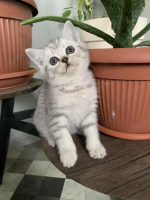 Pisicute British Scottish fold - imagine 4