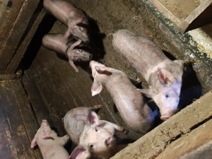 Vand purcei - imagine 2 Vand purcei - imagine 2