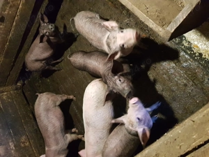 Vand purcei - imagine 5 Vand purcei - imagine 5