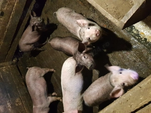 Vand purcei - imagine 4 Vand purcei - imagine 4