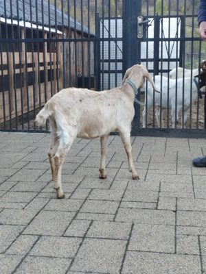 Vînd ieduță anglonubian - imagine 2 Vînd ieduță anglonubian - imagine 2