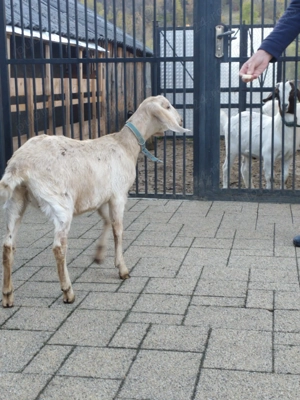 Vînd ieduță anglonubian - imagine 3 Vînd ieduță anglonubian - imagine 3