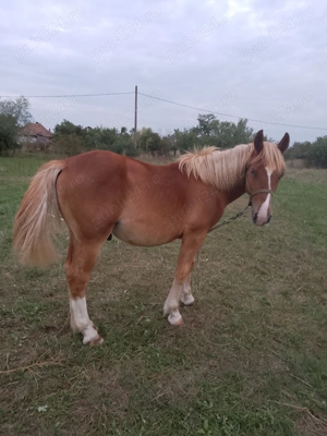   Armăsar de 1 an și 3 luni de vanzare