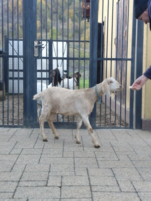 Vînd ieduță anglonubian - imagine 5 Vînd ieduță anglonubian - imagine 5