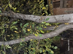 Vând buștean de nuc .