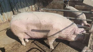 vand scroafa aproximativ 400 kg 40 mil neg - imagine 2