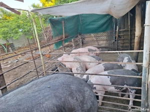 porci de rasa