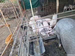 porci de rasa - imagine 2