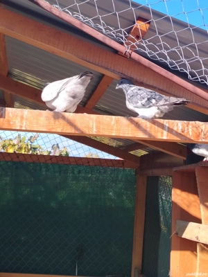 fazani porumbei de vanzare - imagine 3