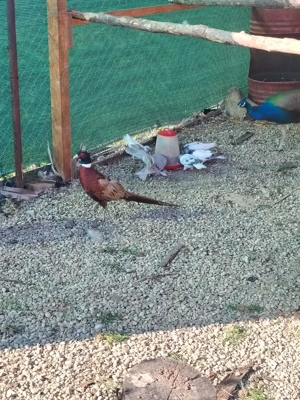 fazani porumbei de vanzare - imagine 4