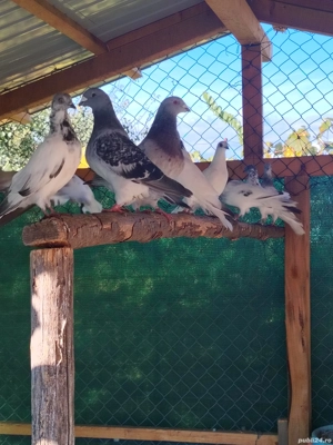 fazani porumbei de vanzare