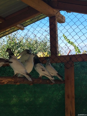 fazani porumbei de vanzare - imagine 5