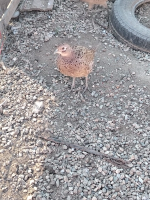 fazani porumbei de vanzare - imagine 2