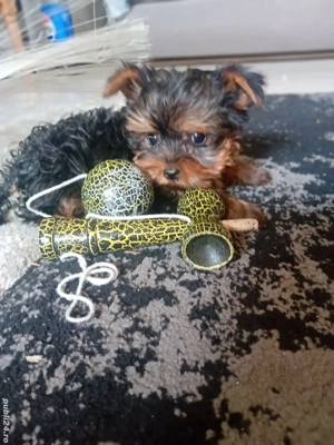 Yorkshire terrier mini toy 