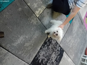 Bichon maltez mini toy 