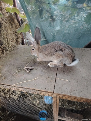 urias german - imagine 2