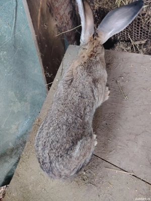 urias german - imagine 3