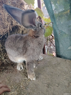 urias german - imagine 4