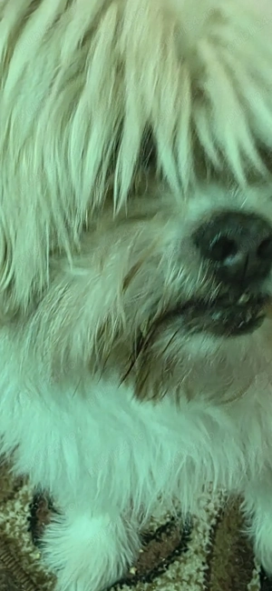 Cățeluși de apartament - imagine 3