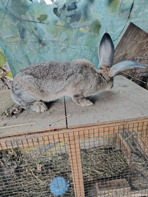 urias german - imagine 5