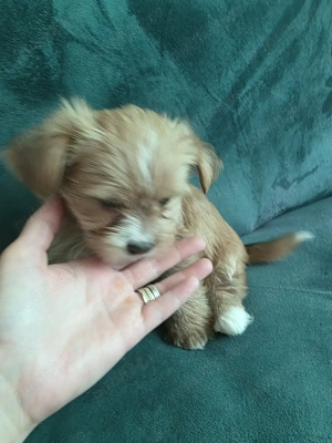 Cățeluși de apartament - imagine 4