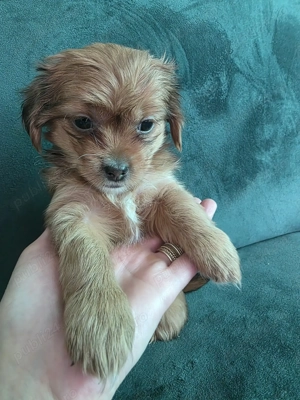 Cățeluși de apartament - imagine 2