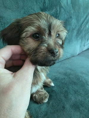 Cățeluși de apartament