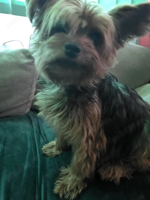 Cățeluși de apartament - imagine 5