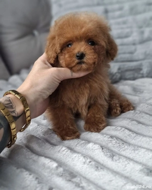 pudle roșu toy - imagine 4