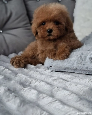 pudle roșu toy - imagine 3