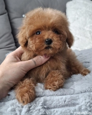 pudle roșu toy - imagine 5