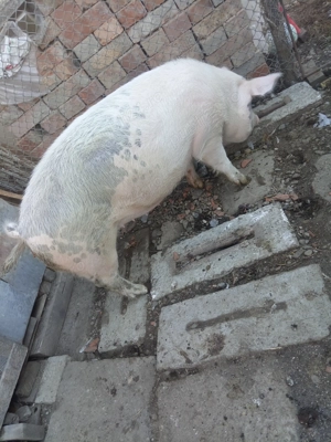 Porci disponibili pentru sacrificat 