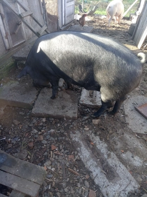 Porci pentru sacrificat 