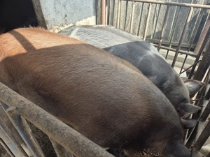 Vand porci rasa pietran si marele alb