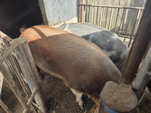 Porci de vanzare durc si pitran