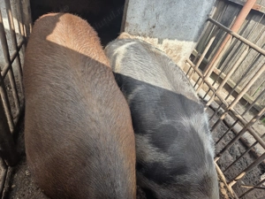 Vand porci rasa pietran si duroc