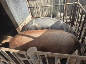 Vand porci rasa pietran si duroc - imagine 4 Vand porci rasa pietran si duroc - imagine 4