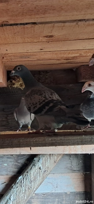 Porumbei voiajori  - imagine 3