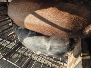 Vand porci rasa pietran si duroc - imagine 5 Vand porci rasa pietran si duroc - imagine 5