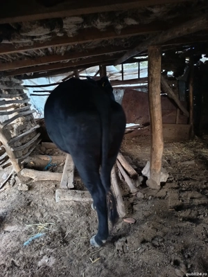 Vacă de vânzare  - imagine 3