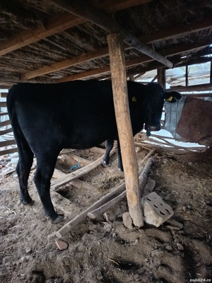 Vacă de vânzare  - imagine 2